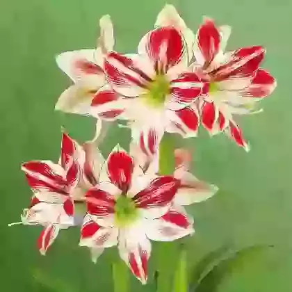 Amaryllis (Hippeastrum)